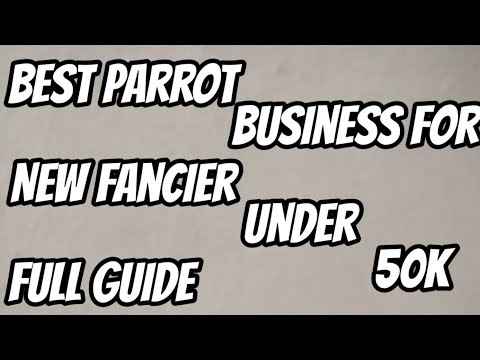 , title : 'Best successful business under 50k of parrots for new fancier full guide line'