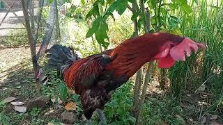 Download lagu Ayam Pelung Juara Perang Bintang di Kontes HUT Garut ke 209 (Pun Gatot Gaca) mp3 Download lagu Ayam Pelung Juara Perang Bintang di Kontes HUT Garut ke 209 (Pun Gatot Gaca) mp3