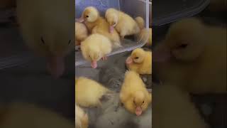 Download lagu Anak bebek mandi pertama kali, pertama kali berenang, anak bebek kecil yang lucu. mp3