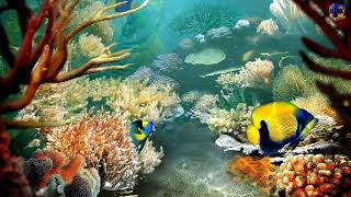 Tropical Fish 3D Screensaver