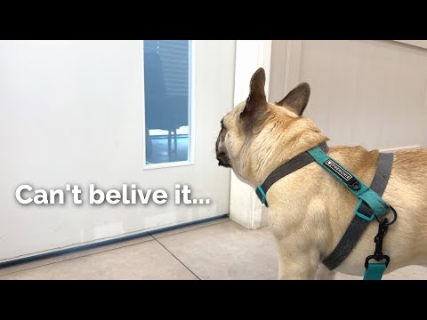 We had to take Griffin to the vet unexpectedly...