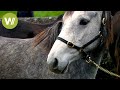 Ballinasloe Horse Fair Where Napoleon Bought His Horse