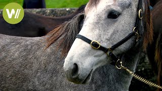 Ballinasloe Horse Fair: Where Napoleon bought his horse