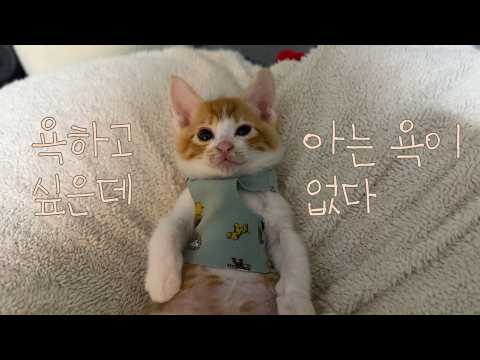 뽀뽀 싫어서 빡빡 세수하는 고양이