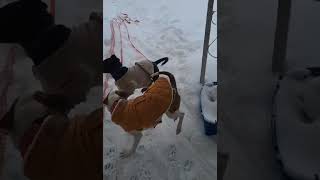 Video preview image #1 Labrador Retriever-Unknown Mix Puppy For Sale in Germantown, OH, USA