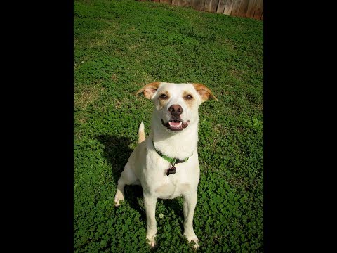 Yoshi, an adopted Labrador Retriever & Cattle Dog Mix in Athens, GA_image-1