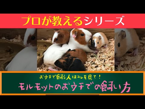 モルモットはどうやって物を見ているのでしょうか?