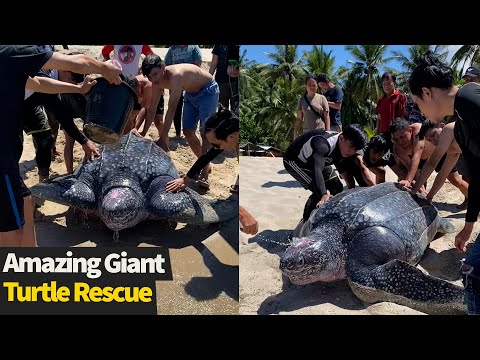 People help GIANT leatherback sea turtle crawl back into the sea | Sea turtle rescue