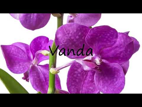 How to Pronounce Vanda?