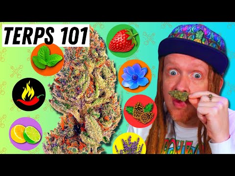 🍋Top 10 Terpenes and What They Do