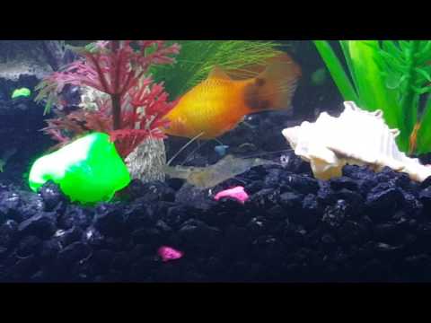 Betta fish community tank (PLEASE READ DESCRIPTION)