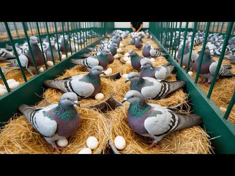 How Millions of Pigeons Are Raised -  Pigeon Farming Process - Collecting Eggs.