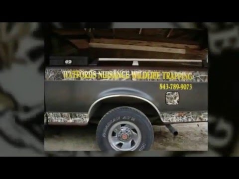 Watford's Nuisance Wildlife Trapping - Bishopville, SC 29010 - (803)428-3180 | ShowMeLocal.com