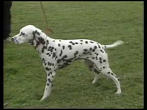 Dalmatian - AKC Dog Breed Series