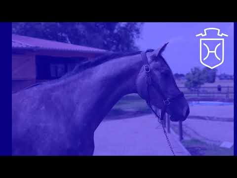 3 jähr. Holsteiner Stute von Clarimo x Carthago x Corrado