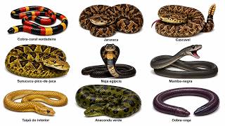 Todos Tipos de Cobras e Seu Perigo Letal Explicado em 11 Minutos
