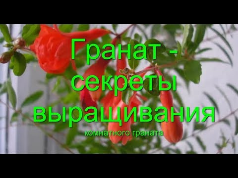 Гранат Уходподготовка кцветению плодоношению Формировка граната PunicaСоветы как растет гранат