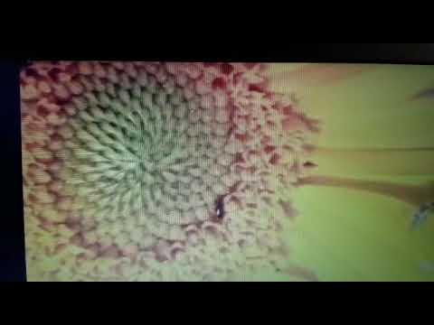 Wisst ihr was die Bienen träumen 🐝 🦅🐸