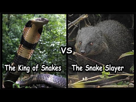 King Cobra vs Mongoose: No more Confusion