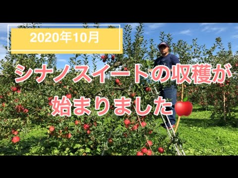 リンゴの収穫: 良い収量を得るための 10 のヒント 植物