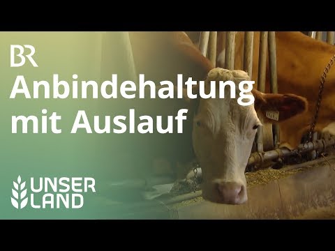 Mehr Tierwohl für Kühe: Laufstall statt Anbindehaltung | Unser Land | BR Fernsehen