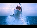 PEOPLE ARE INSANE 2017 ** THE GREAT WHITE SHARK EDITION **