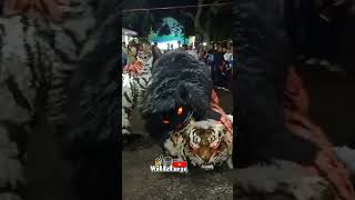 Download lagu Can macanan singo raung gagal atraksi mp3