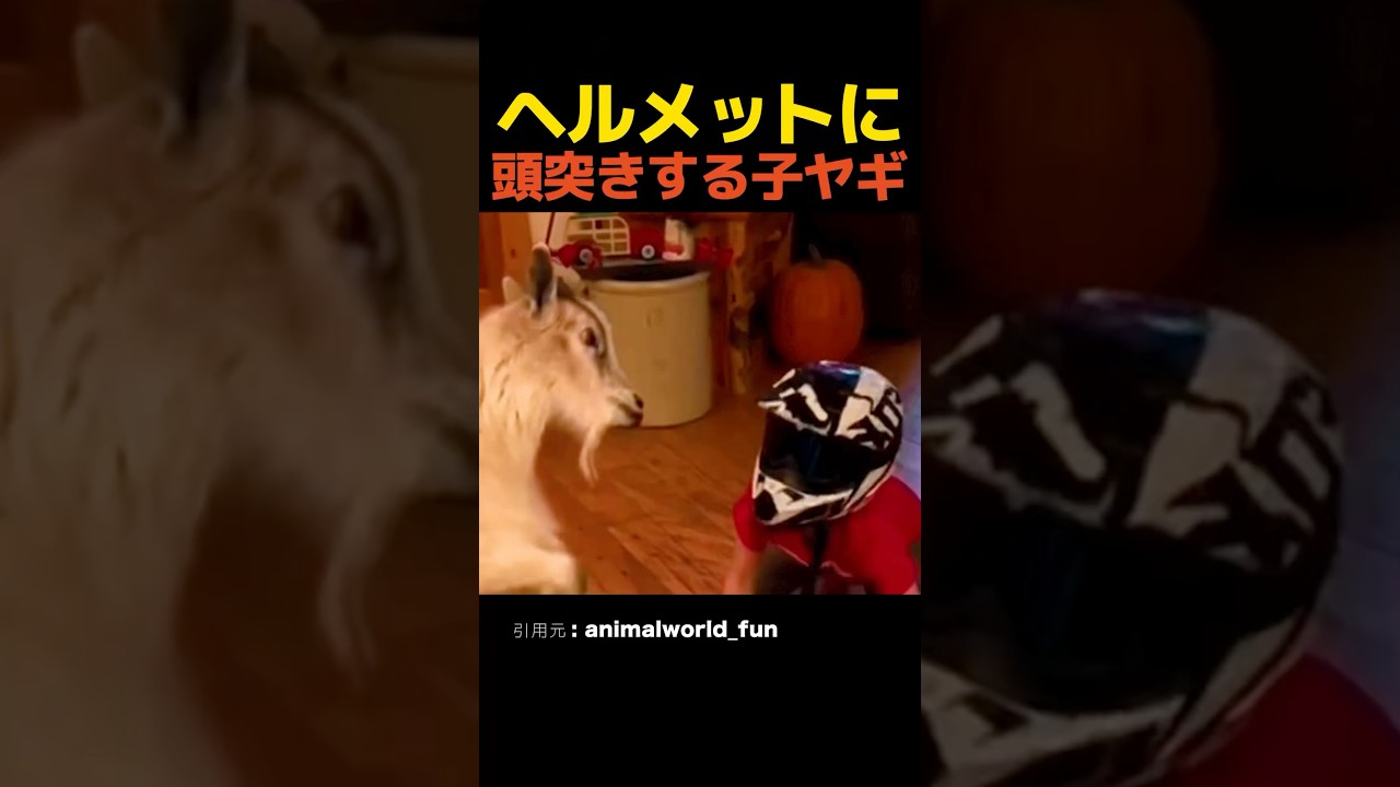 ヘルメットに頭突きする子ヤギ #shorts #動物