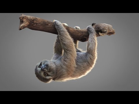 FABLEfx - Sloth