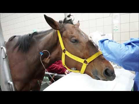 Semiología Veterinaria: Exploración Clínica por Sistemas