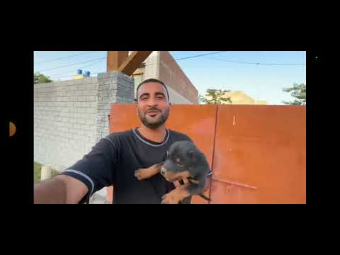 Rottweiler mini zoo mein a Gaya