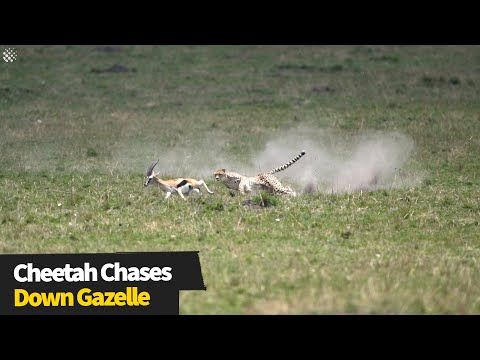 マサイマラでガゼルを追いかけるチーターの信じられない映像