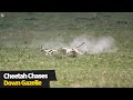 Incredible Footage Of A Cheetah Chasing Down A Gazelle In Maasai Mara