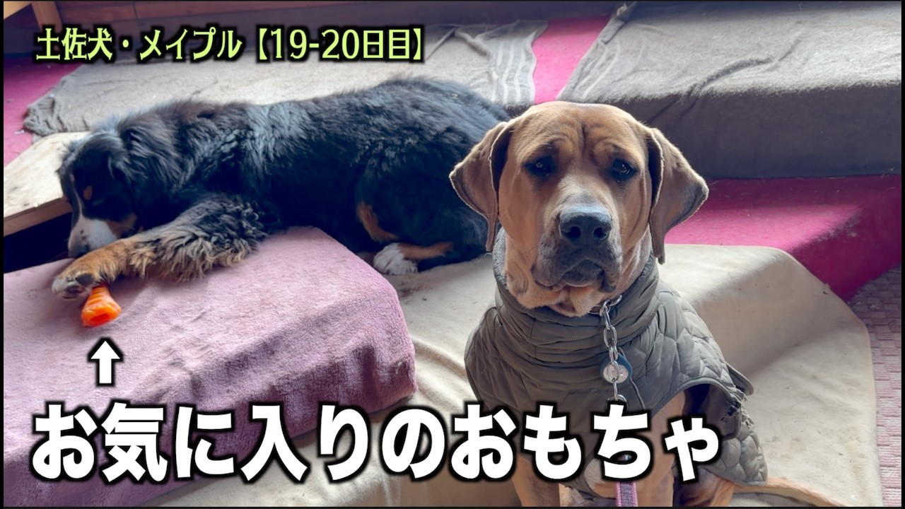 お気に入りのおもちゃを取り返すのか？【土佐犬19 20日目】