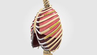 L1® Rib osteosynthesis system featuring CB3 technology