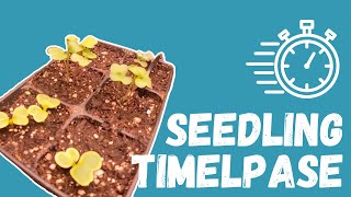 Fall Garden Seedling Timelapse