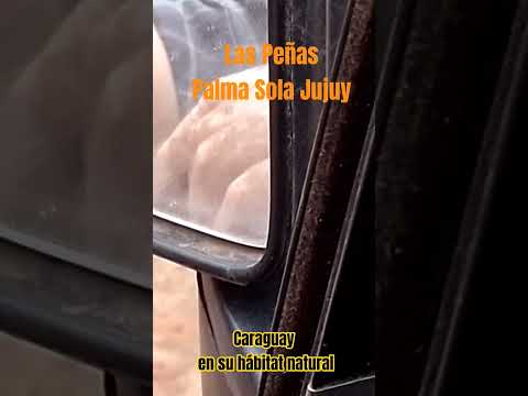 "Caraguay" En los Montes Jujeños. Las Peñas Palma Sola Jujuy🇦🇷