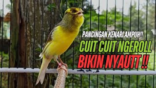Download lagu SUARA Kenari GACOR PANJANG Pancingan & masteran Kenari Paud AGAR gacor AMPUH Kenari MACET bunyii mp3 Download lagu SUARA Kenari GACOR PANJANG Pancingan & masteran Kenari Paud AGAR gacor AMPUH Kenari MACET bunyii mp3