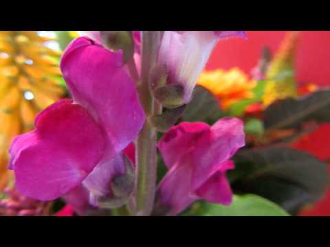 Opwekking 157 Ik verblijd mij zeer in de Heer