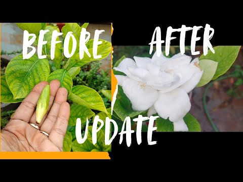 The buds have completely stopped falling#gardening #govardhan #flower#viralvideo #result