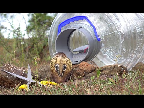 Snake trap USA ~ Snake trap video USA ~ Snake traps USA ~ How to catch snake in USA - USA Snake Trap