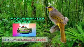 Download lagu PANCINGAN MERBAH LEKIR AGAR GACOR mp3