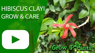 Hibiscus clayi - beautiful flower (Kauai rosemallow or Clay’s hibiscus)