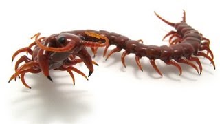 preview picture of video 'Adventures of the Australian Centipede'