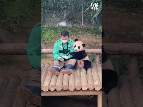 Panda that loves human #panda