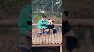 Download lagu Panda that loves human #panda mp3