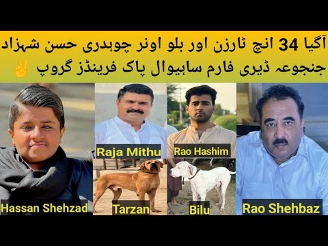 Pakistani beautiful and biggest Bully Dogs Name Tarzan and Bilu Owner Hassan Shehzad Sahiwal