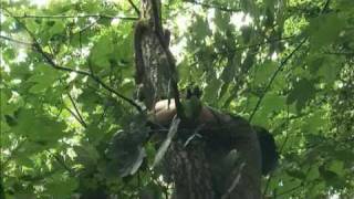 preview picture of video 'Cheetah cub stuck in a tree'