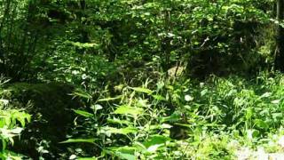 Richard COCCIANTE Marguerite