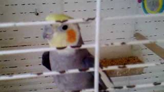 Ninfa Fresquita charlatana- Soy minero y Pepe trae la escoba